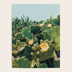 A Field of Prickly Pear Cactus Poster