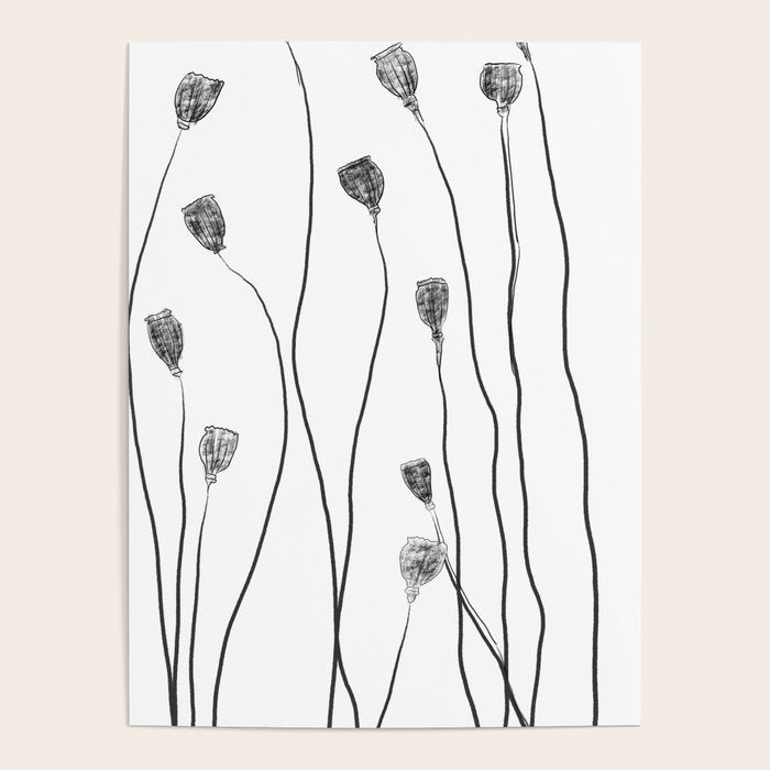A group of poppy heads Poster
