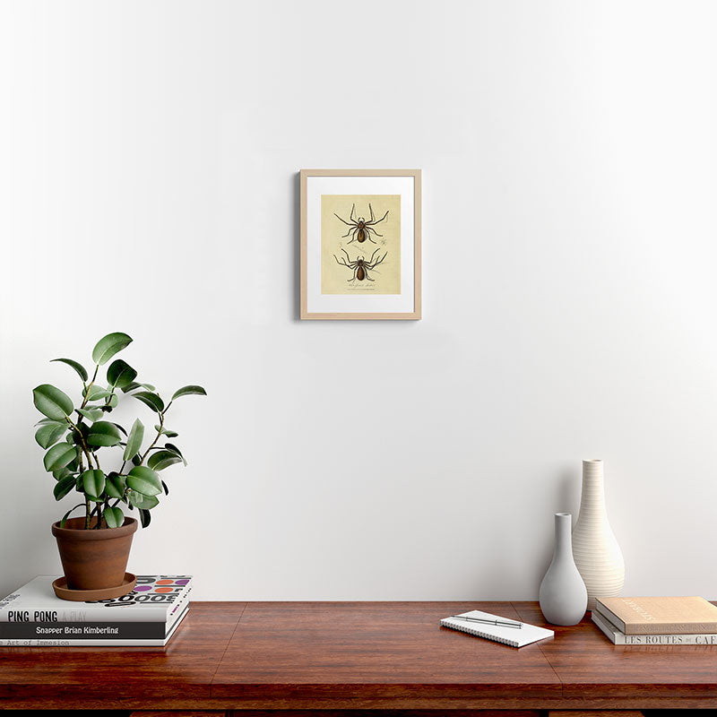 "White-Jointed Spider" by Sarah Stone, 1790 Framed Art Print