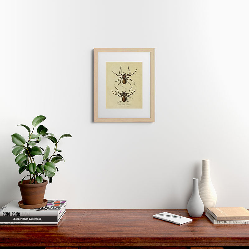 "White-Jointed Spider" by Sarah Stone, 1790 Framed Art Print