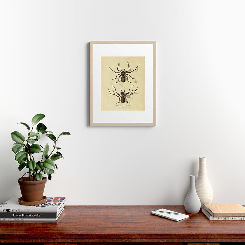 "White-Jointed Spider" by Sarah Stone, 1790 Framed Art Print
