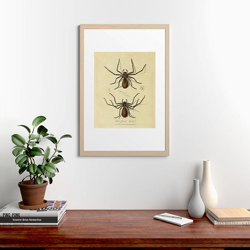 "White-Jointed Spider" by Sarah Stone, 1790 Framed Art Print
