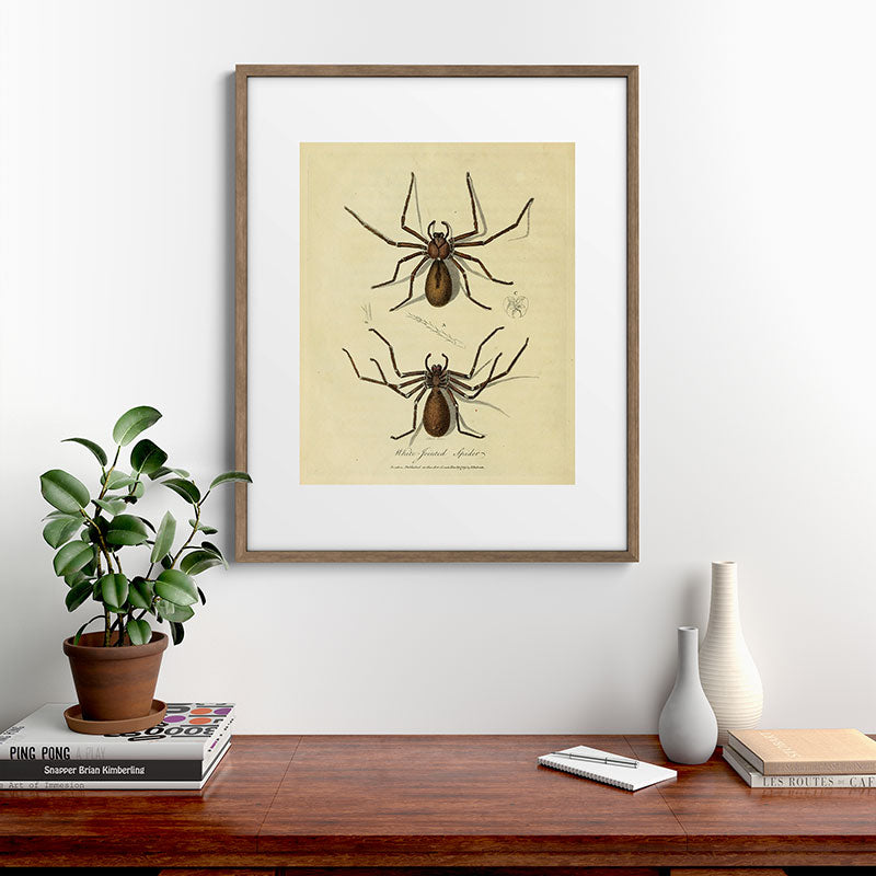 "White-Jointed Spider" by Sarah Stone, 1790 Framed Art Print