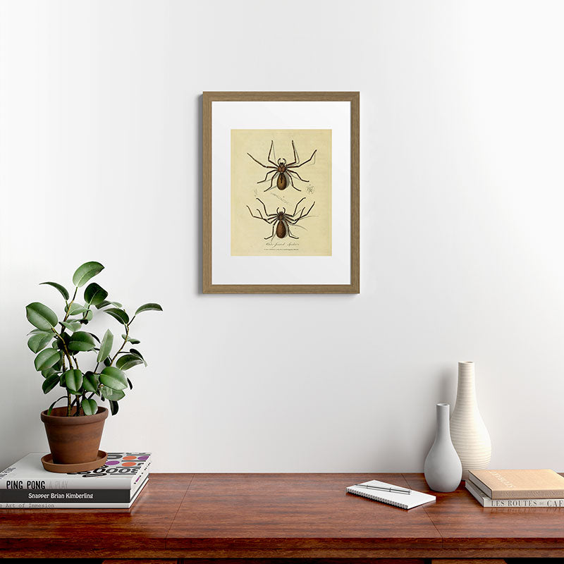 "White-Jointed Spider" by Sarah Stone, 1790 Framed Art Print