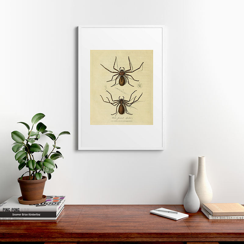 "White-Jointed Spider" by Sarah Stone, 1790 Framed Art Print