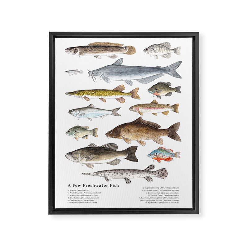 A Few Freshwater Fish Framed Canvas Print