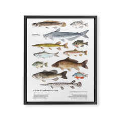 A Few Freshwater Fish Framed Canvas Print