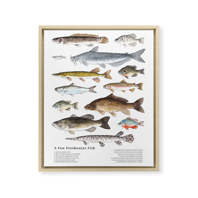 A Few Freshwater Fish Framed Canvas Print