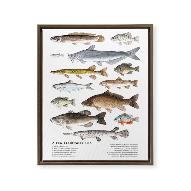 A Few Freshwater Fish Framed Canvas Print