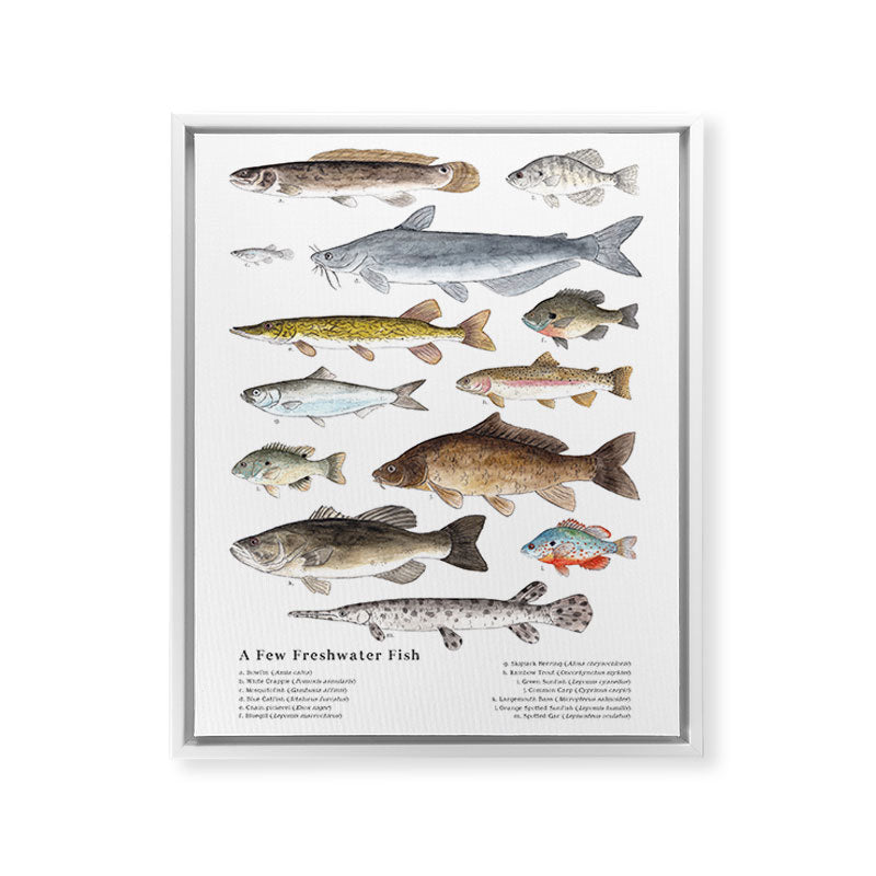 A Few Freshwater Fish Framed Canvas Print