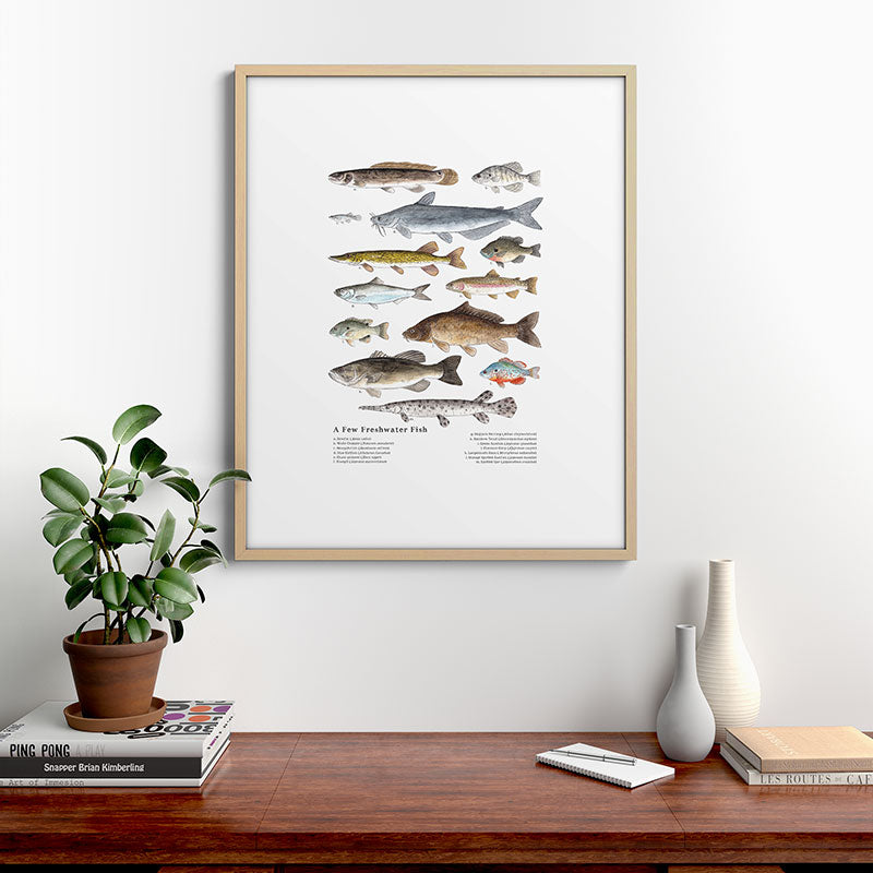 A Few Freshwater Fish Framed Art Print