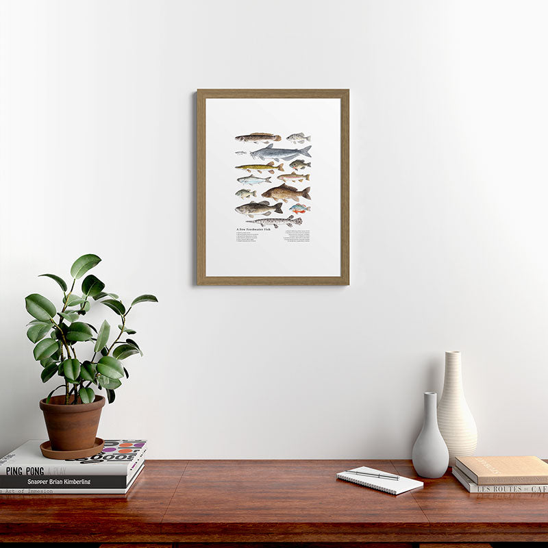 A Few Freshwater Fish Framed Art Print