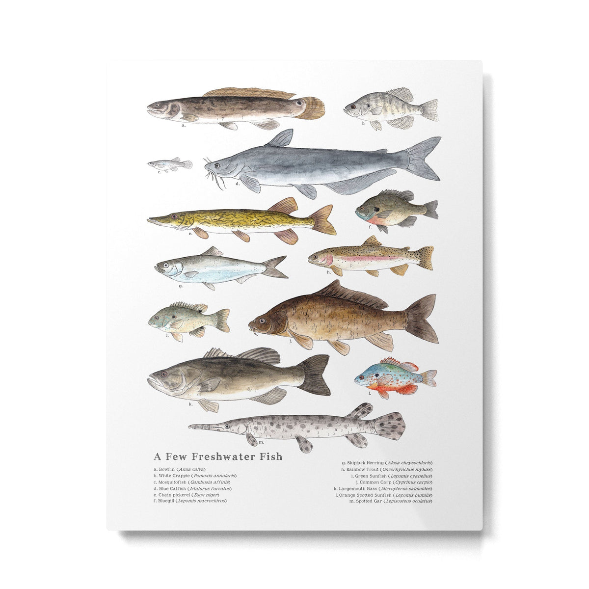 A Few Freshwater Fish Metal Print