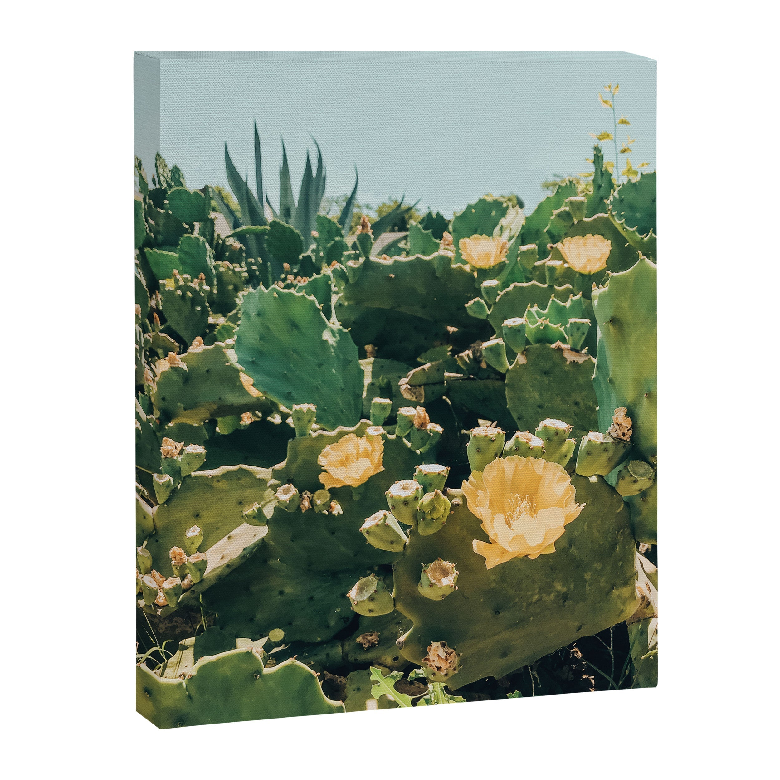 A Field of Prickly Pear Cactus Canvas Print