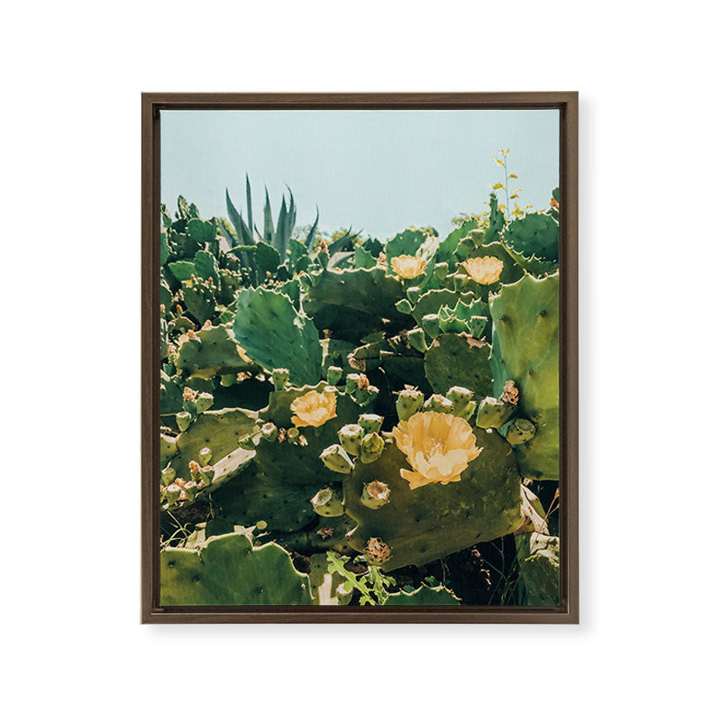 A Field of Prickly Pear Cactus Framed Canvas Print