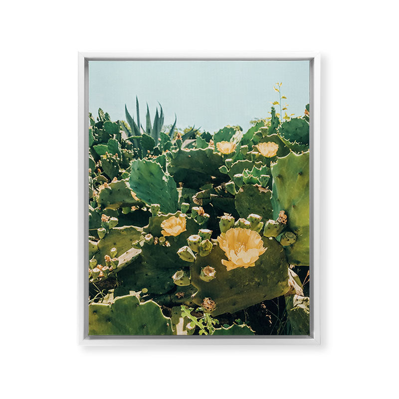 A Field of Prickly Pear Cactus Framed Canvas Print